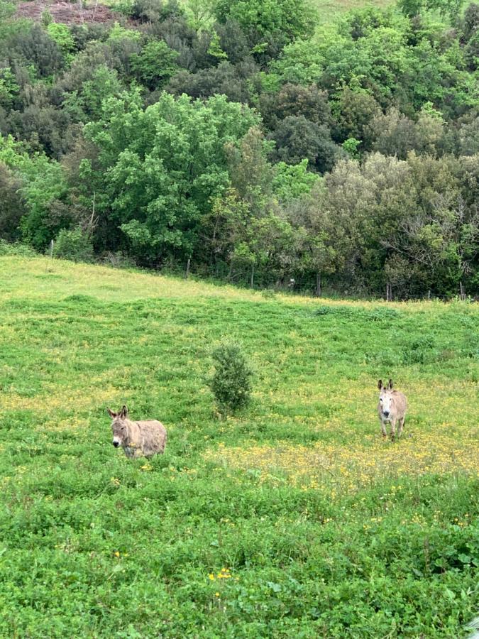 Podere Le Mulina กัสตีลีโยเน ดิ ออร์ชา ภายนอก รูปภาพ